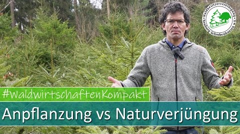 Anpflanzung vs Naturverjüngung
