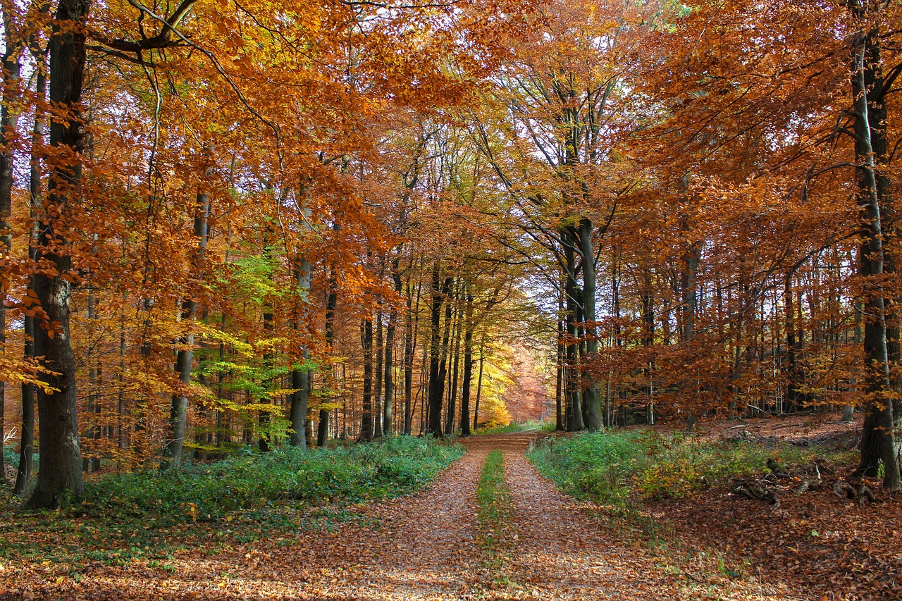 Herbstwald Bild von Gabriele M. Reinhardt auf Pixabay