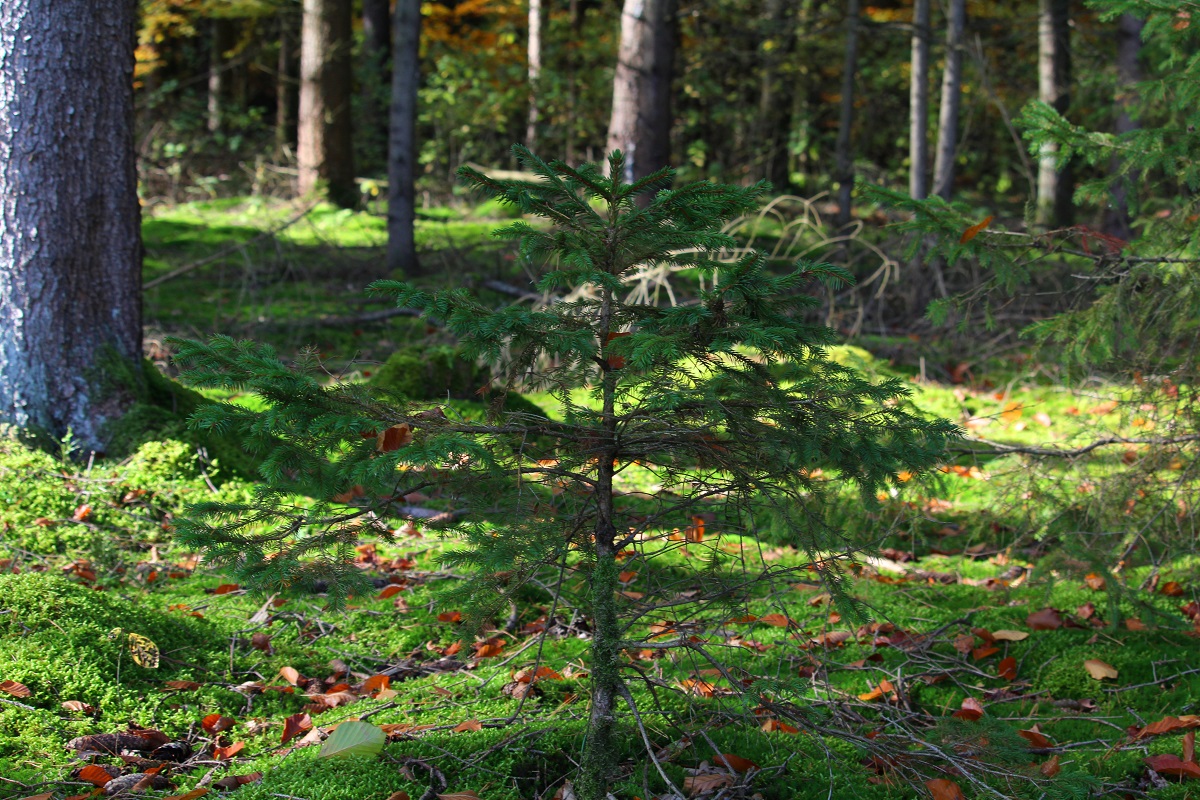 Nur geringe Schäden in Bayerns Wäldern durch Orkantiefs