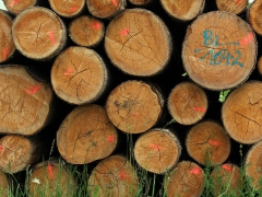 Holzmarktbericht für das zweite Quartal 2020