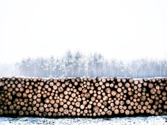 Schweiz: WSL sieht Holz als Joker bei der Energiewende
