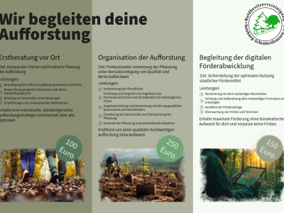 Aufforstung leicht gemacht: Neues Servicepaket für Waldbesitzende