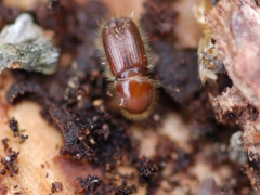 Borkenkäfer startet Schwärmflug - Apell an alle Waldbesitzer