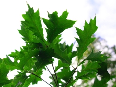 Baum des Jahres: Roteiche