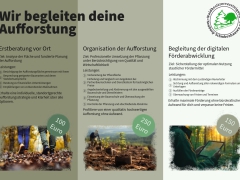 Aufforstung leicht gemacht: Neues Servicepaket für Waldbesitzende